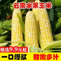 云南水果玉米10斤新鲜生吃甜玉米棒子粘苞谷米现摘糯蔬菜