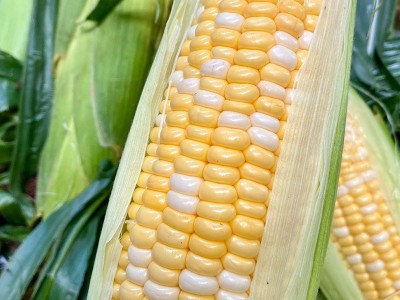 云南水果玉米10斤新鲜生吃甜玉米棒子粘苞谷米现摘糯蔬菜图2