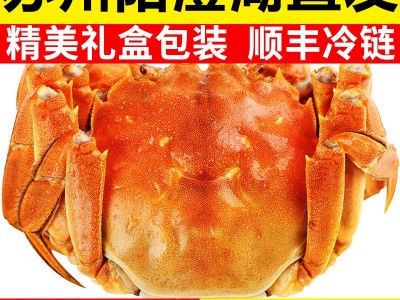 现货苏州阳澄湖镇大闸蟹鲜活全母螃蟹礼盒装图2