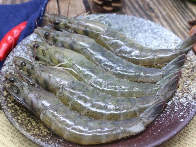 新鲜鲜活冷冻南美白对虾 全规格壳薄体肥南美虾新品鲜嫩青虾大虾图1