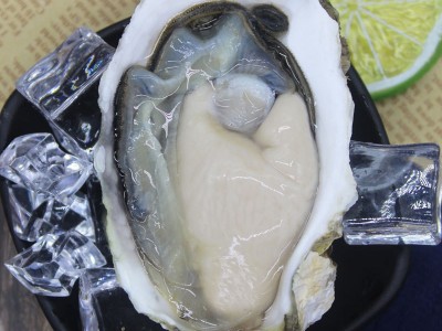 冷冻半壳生蚝 新鲜肥美牡蛎生蚝 烧烤酒店排档食材 鲜活生蚝批发图1