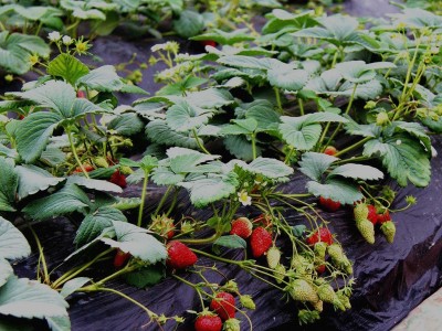 直供园艺蛭石 育苗基质 栽培基质蛭石花土配制原料图4
