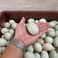 鸭蛋养殖基地批发 鸭蛋整筐 新鲜鸭蛋批发 鸭蛋每筐32斤