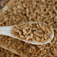 产地货源批发当季新小麦 酿酒饲料原料 袋装50kg脱皮小麦粒