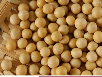 大量批发当季新黄豆 豆浆食品原料五谷杂粮东北大豆袋装80斤图1