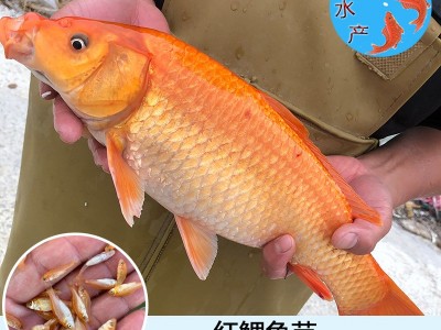 【特色鱼苗】红鲤鱼苗 建鲤鱼苗 金草鱼苗 红罗非鱼苗 金色大头鱼图1