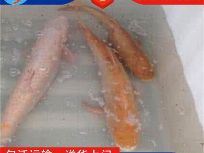 【特色鱼苗】红鲤鱼苗 建鲤鱼苗 金草鱼苗 红罗非鱼苗 金色大头鱼图3