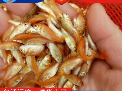 【特色鱼苗】红鲤鱼苗 建鲤鱼苗 金草鱼苗 红罗非鱼苗 金色大头鱼图2
