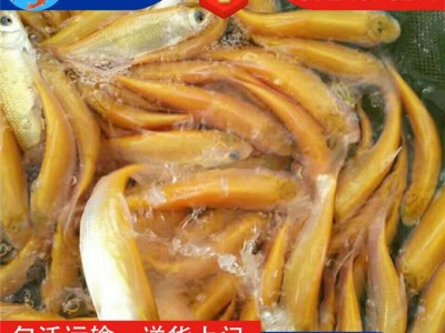 【特色鱼苗】红鲤鱼苗 建鲤鱼苗 金草鱼苗 红罗非鱼苗 金色大头鱼图4
