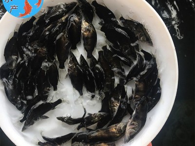 广州水产养殖厂供应桂花鱼苗 鳜鱼苗 翘嘴桂花苗 桂鱼鱼苗图4