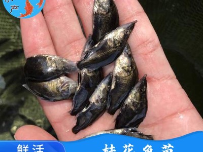 广州水产养殖厂供应桂花鱼苗 鳜鱼苗 翘嘴桂花苗 桂鱼鱼苗图2