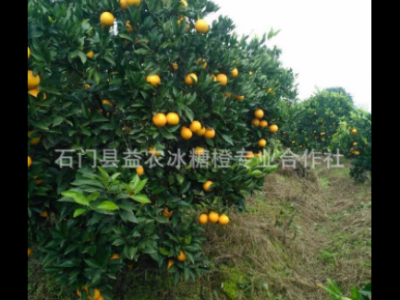 批发纽荷尔冰糖橙 新鲜水果纽荷尔冰糖橙 纽荷尔冰糖橙现货批发图5