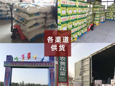 2022年新黄花菜干货散装脱水直条金针菜批发箱装产地现货直发图5