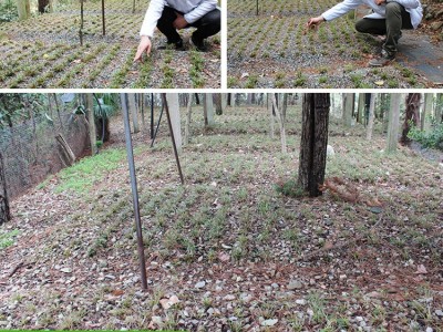 斛药师霍山基地一件代发霍山铁皮石斛花干花养生花茶10克瓶装图4