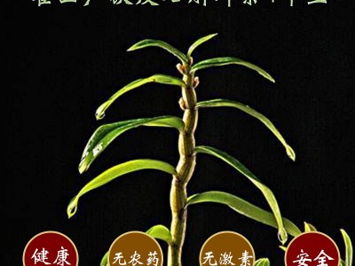安徽霍山铁皮批发石斛鲜条新鲜采摘4年基地直供批发米斛枫斗寸金图2