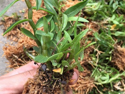 雁荡山红杆软脚铁皮石斛一年苗现摘石斛种苗绿植盆栽产地直供批发图1