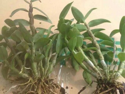 雁荡山红杆软脚铁皮石斛一年苗现摘石斛种苗绿植盆栽产地直供批发图2