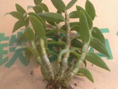 雁荡山红杆软脚铁皮石斛一年苗现摘石斛种苗绿植盆栽产地直供批发图3
