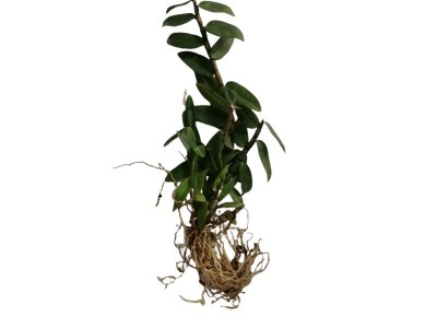 雁荡山红杆软脚铁皮石斛一年苗现摘石斛种苗绿植盆栽产地直供批发图4