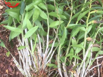 铁皮石斛三年苗雁荡山红杆软脚3年驯化苗盆栽基地批发新鲜采摘图2