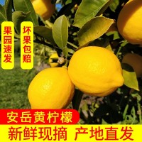 果园直发安岳黄柠檬 新鲜皮薄多汁，包邮 带箱称重. 坏果包赔