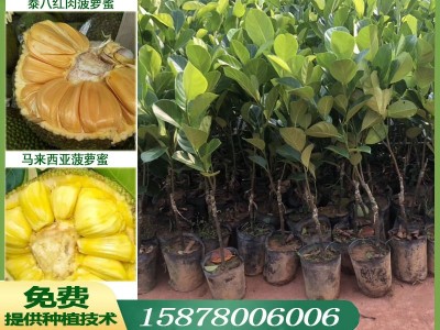 广西果树苗木菠萝蜜树苗马来西亚一号苗泰八红肉泰十二菠萝蜜苗批图1