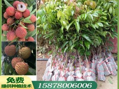 广西果树苗优质荔枝树苗桂味荔枝妃子笑荔枝仙进奉荔枝苗基地批发图1