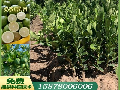 广东香水柠檬苗 无籽香水柠檬树苗 盆栽四季结果基地直供批发图1
