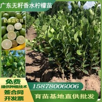 广东香水柠檬苗 无籽香水柠檬树苗 盆栽四季结果基地直供批发