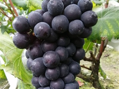 巨峰葡萄苗 重庆巨峰葡萄苗批发 品种齐全 基地图3