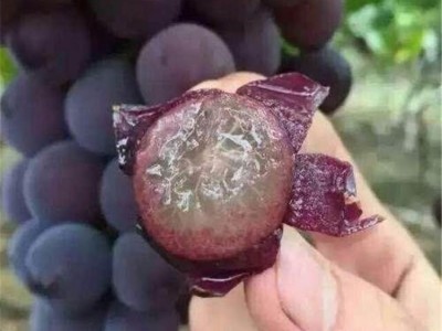 巨峰葡萄苗 重庆巨峰葡萄苗批发 品种齐全 基地图1