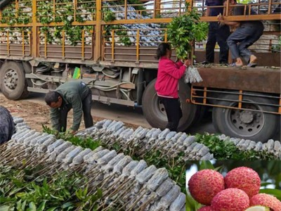 荔枝果苗 嫁接妃子笑荔枝苗批发 果树苗 基地+市场直销图5