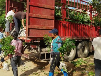 荔枝果苗 嫁接妃子笑荔枝苗批发 果树苗 基地+市场直销图3