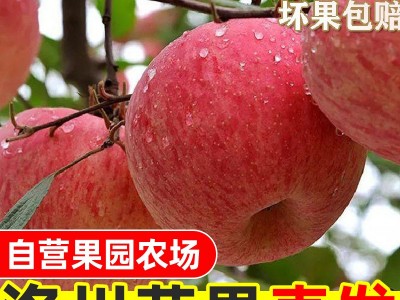 洛川红富士现摘90大果富士10斤装脆甜薄皮陕西苹果直发图1