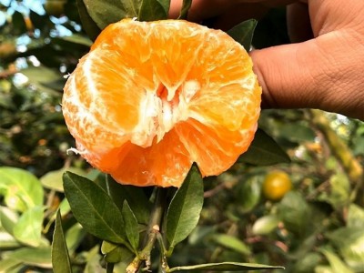 云南蜜橘子新鲜甜蜜橘青皮桔子批发薄皮蜜桔青橘柑橘带箱9-10斤图4