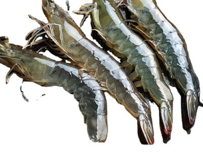 新鲜青岛大虾超大海虾海鲜水产鲜活活虾冷冻虾子基围虾图5