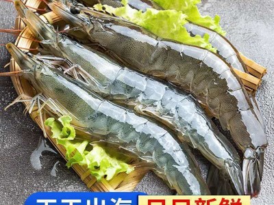 新鲜青岛大虾超大海虾海鲜水产鲜活活虾冷冻虾子基围虾图3