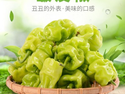 云南特产农家自种皮薄皱皮辣虎皮辣椒青辣椒清脆新鲜蔬菜现摘现发（价格面议）图1