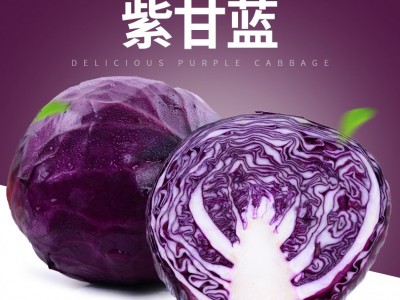 云南新鲜蔬菜紫甘蓝紫包菜球生菜沙拉蔬菜生菜卷心菜椰菜现摘现发（价格面议）图1