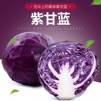 云南新鲜蔬菜紫甘蓝紫包菜球生菜沙拉蔬菜生菜卷心菜椰菜现摘现发（价格面议）