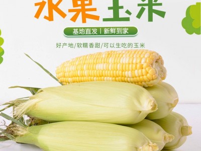 云南新鲜蔬菜玉米基地现摘牛奶脆甜玉米爆浆嫩玉米棒生吃水果（价格面议）图1