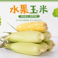 云南新鲜蔬菜玉米基地现摘牛奶脆甜玉米爆浆嫩玉米棒生吃水果（价格面议）