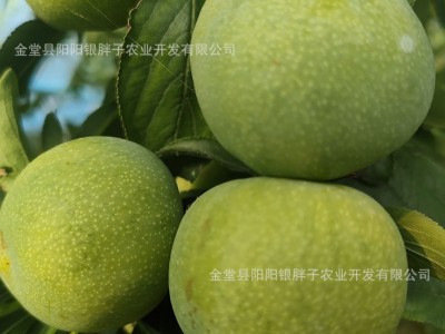 自家果园现摘现发好品质青脆李甜脆李新鲜应季直发一件代发批发图1