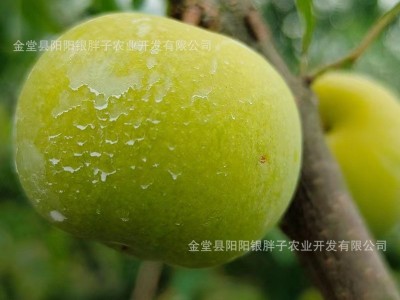 自家果园现摘现发好品质青脆李甜脆李新鲜应季直发一件代发批发图5