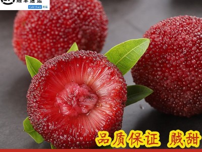 浙江仙居东魁杨梅鲜果新鲜水果现摘现发荸荠当季时令孕妇水果图3