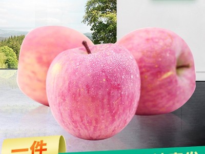 陕西洛川苹果大果批发带箱当季新鲜水果苹果甜脆多汁一件代发图1