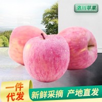 陕西洛川苹果大果批发带箱当季新鲜水果苹果甜脆多汁一件代发