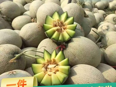 10斤包邮新疆哈密瓜25号新鲜应季当季水果整箱州蜜瓜西香甜网纹瓜图1