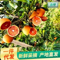 厂家供应贵州资中塔罗科玫瑰血橙 新鲜水果榨汁非中华红橙子