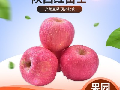 陕西宝鸡红富士苹果包邮带箱5斤/10斤新鲜现摘水果脆甜应季批发图1